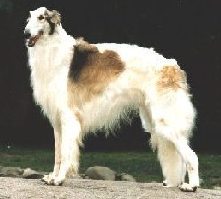 borzoi.jpg