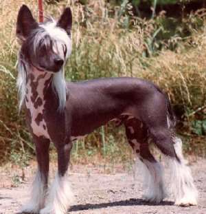 chinese crested