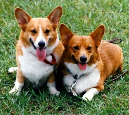 two special corgi