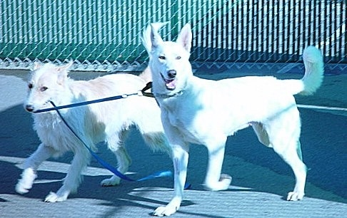 Hoover and Portia, hoover is holding the leash