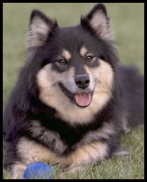 lapphund
