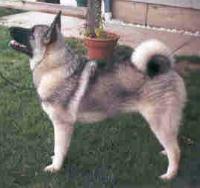 norwegian elkhound
