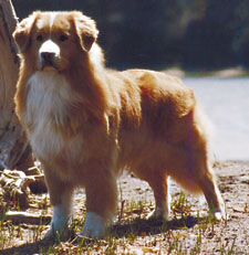 Nova Scotia Duck tolling Retriever