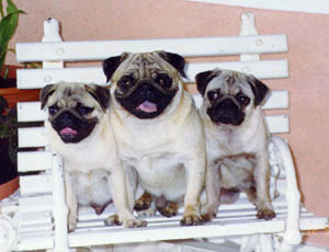from left to right, pug pug and pug