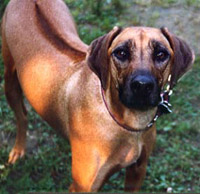 rhodesian ridgeback