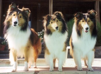 sheltie