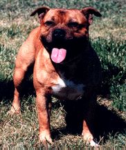 staffordshire bull terrier